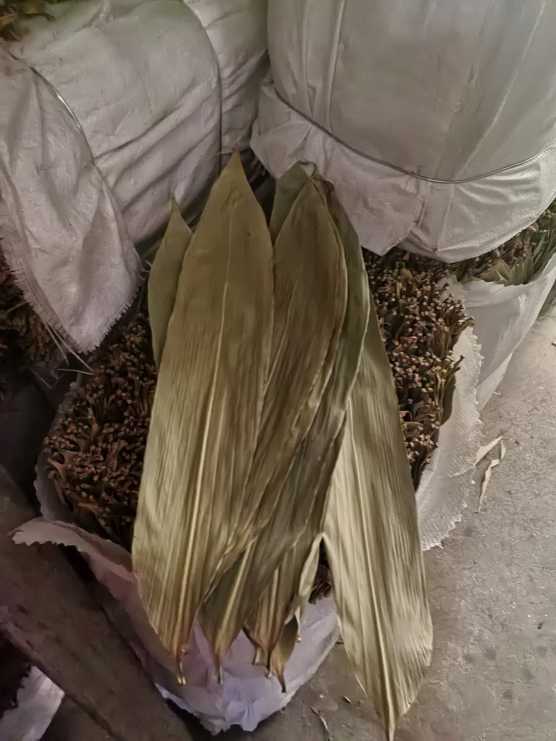 今年新货粽叶干粽叶厂家批发量大从优供食品加工厂品质好
