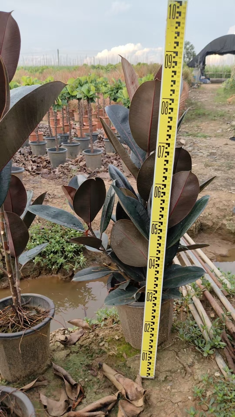 黑金刚橡皮树基地直发量大价格优惠绿化苗木