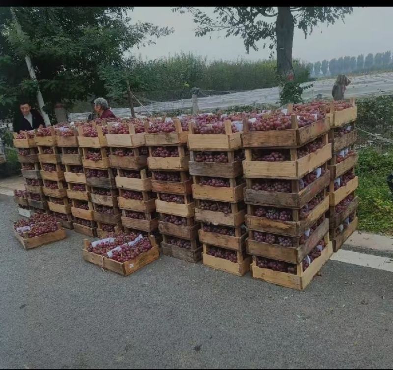 巨峰葡萄，安平供应！