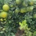 早熟蜜桔，产地直供，现摘现发，批发/电商/支持一件代发