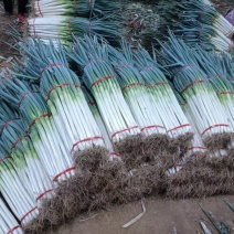 大葱，大量有货