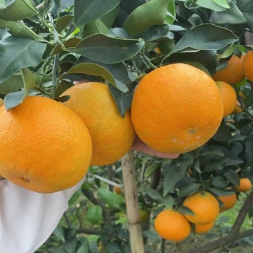 爱媛果冻橙