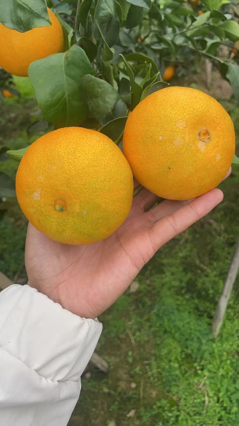 爱媛果冻橙