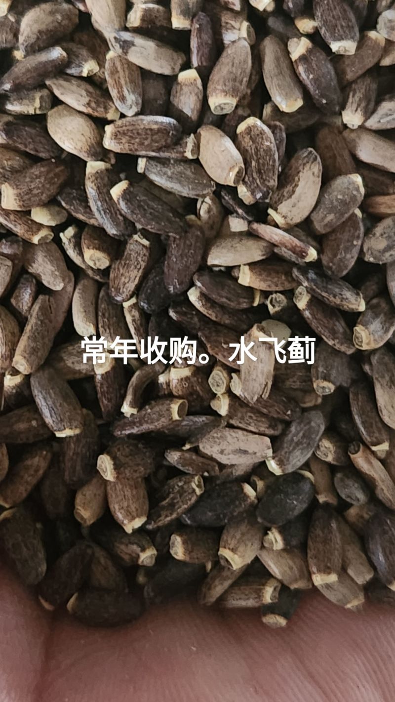 收售水飞蓟