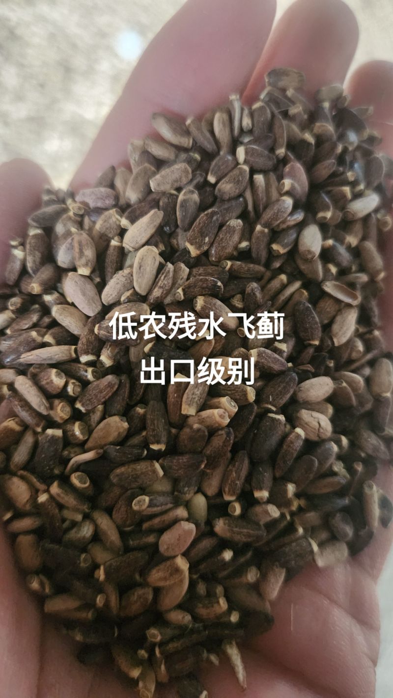 收售水飞蓟