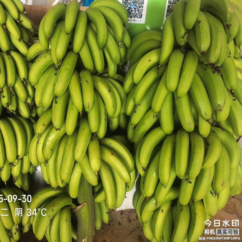 高州粉蕉，香蕉产地直供，专业代收购，代发货！