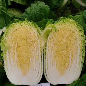 吉林产区精品包心白菜