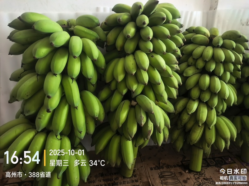 高州粉蕉，香蕉产地直供，专业代收购，代发货！