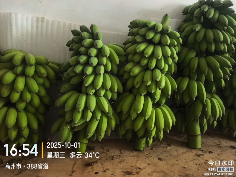 高州粉蕉，香蕉产地直供，专业代收购，代发货！