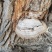 野生杨树树舌