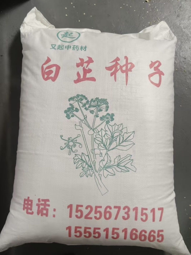 精选白芷种子纯二年当季新采摘发芽率高产量高易管理
