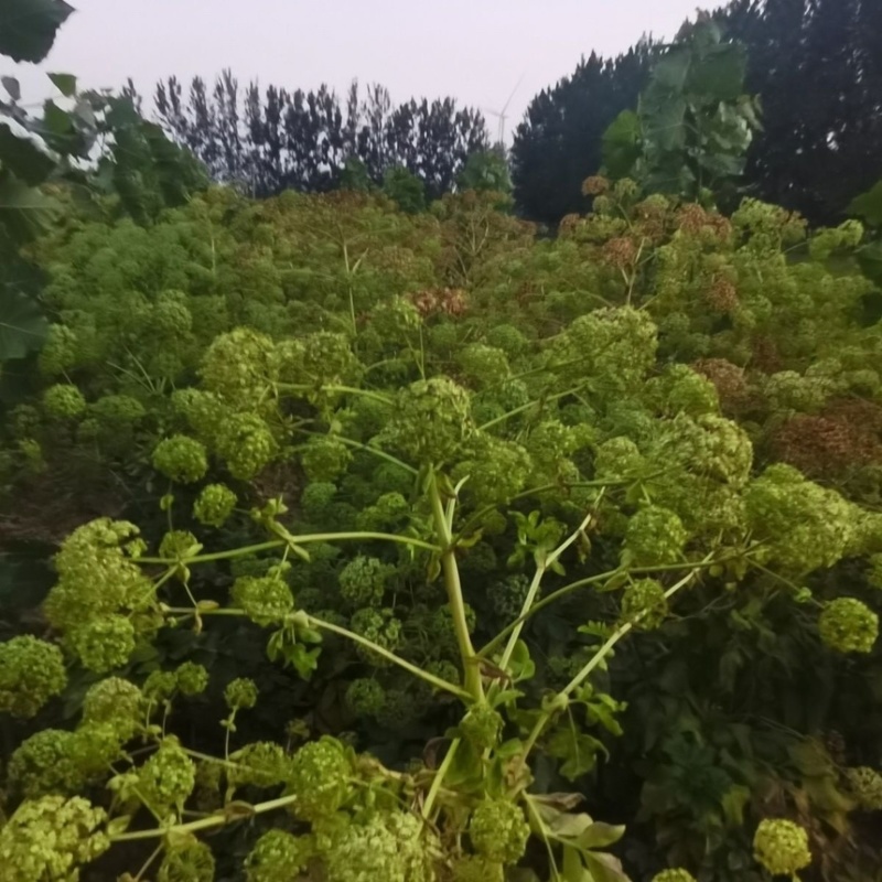精选白芷种子纯二年当季新采摘发芽率高产量高易管理