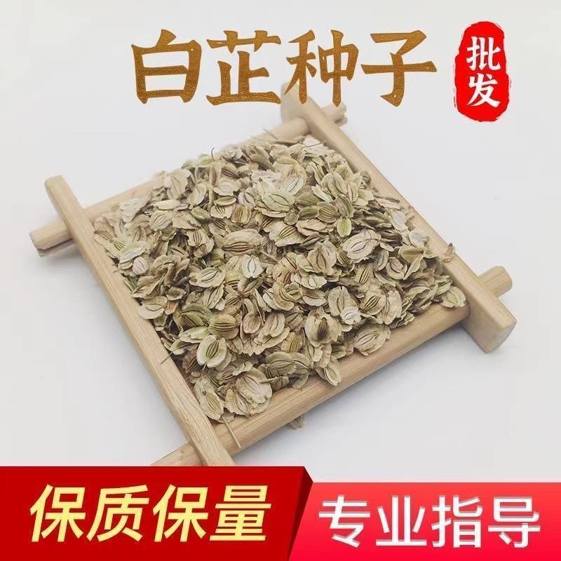 精选白芷种子纯二年当季新采摘发芽率高产量高易管理
