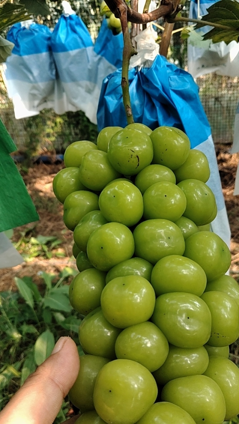 龙口阳光玫瑰种植户