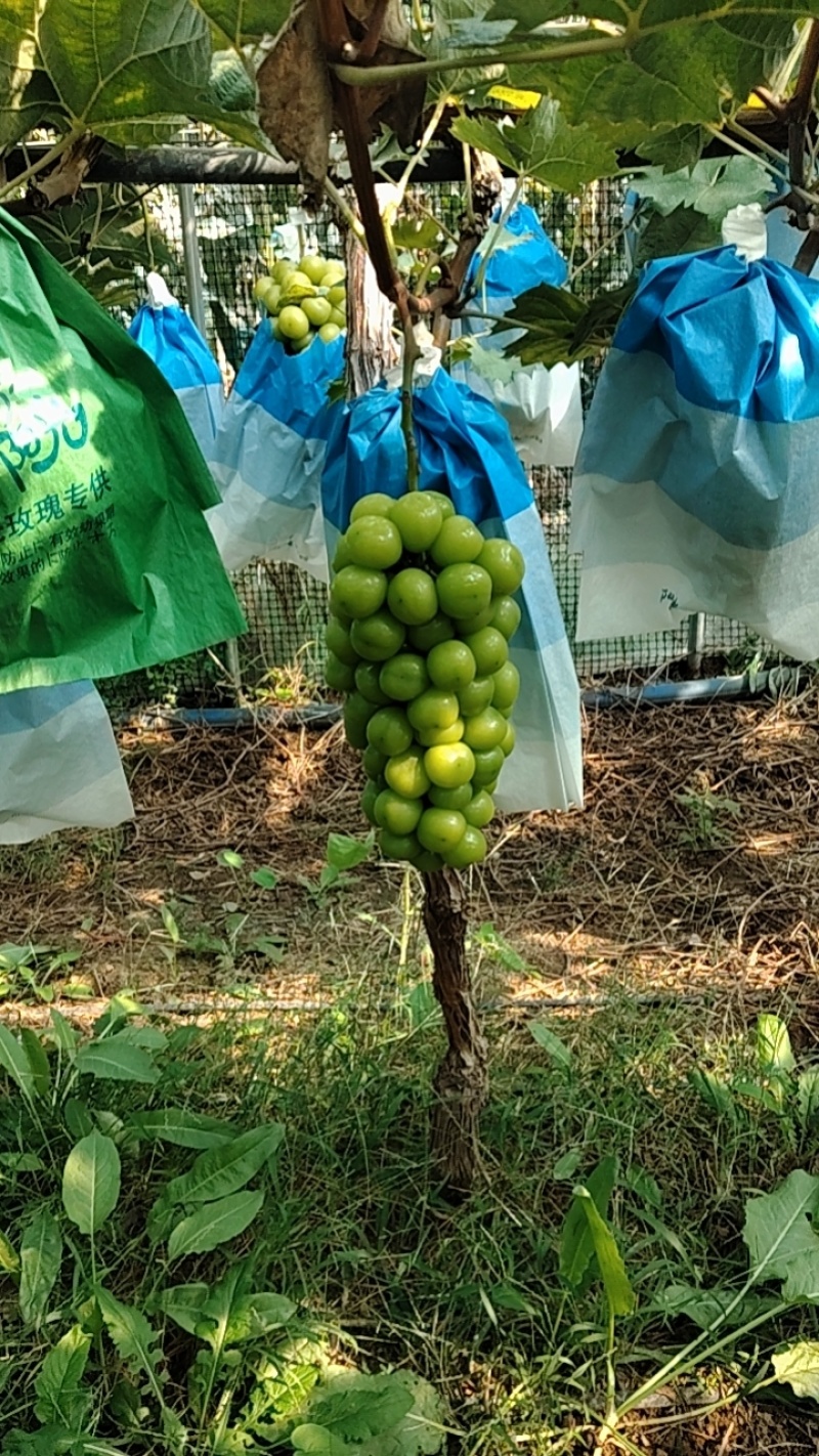 龙口阳光玫瑰种植户