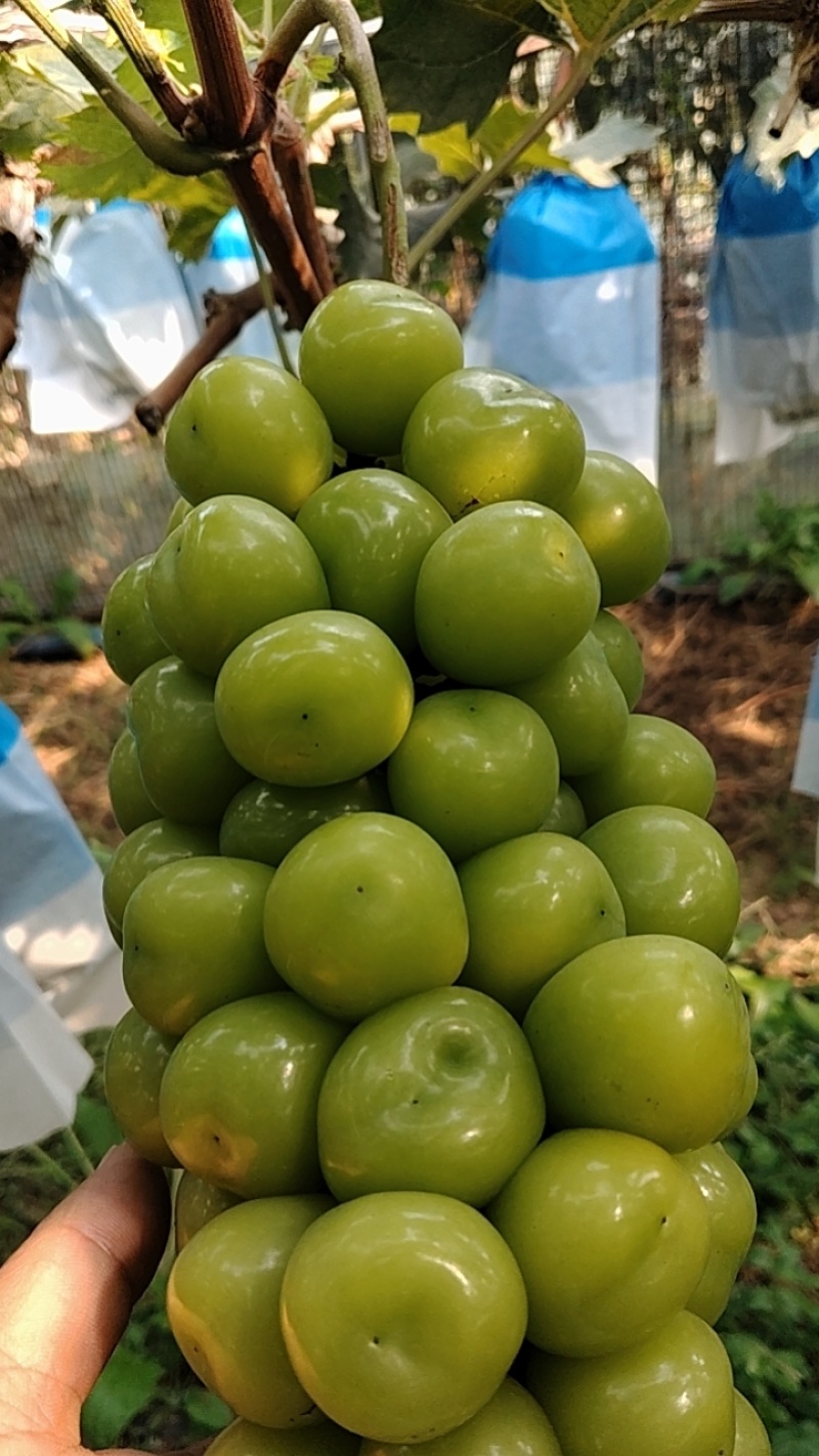 龙口阳光玫瑰种植户