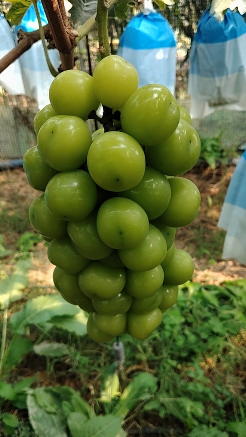 龙口阳光玫瑰种植户