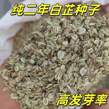 精选白芷种子纯二年当季新采摘发芽率高产量高易管理