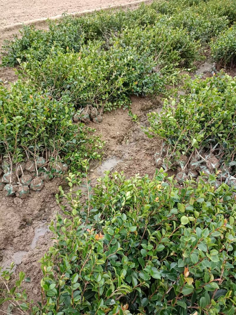 浙江宁波茶梅小毛球货源充足/精品茶梅毛球对接全国量大优惠