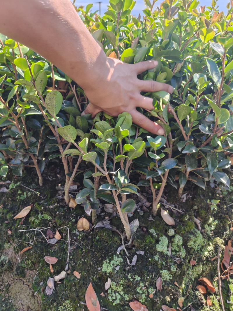 浙江宁波茶梅小毛球货源充足/精品茶梅毛球对接全国量大优惠