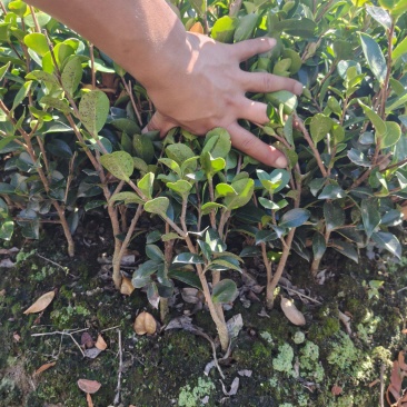 浙江宁波茶梅小毛球货源充足/精品茶梅毛球对接全国量大优惠