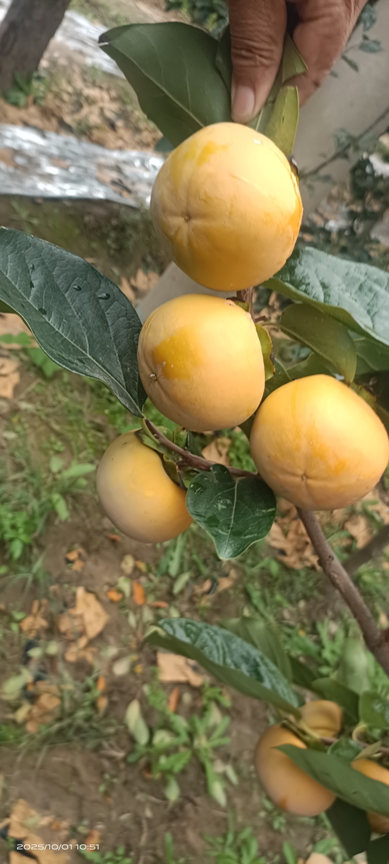 阳丰甜柿大量上市，货源充足，个大色红，要货者联系