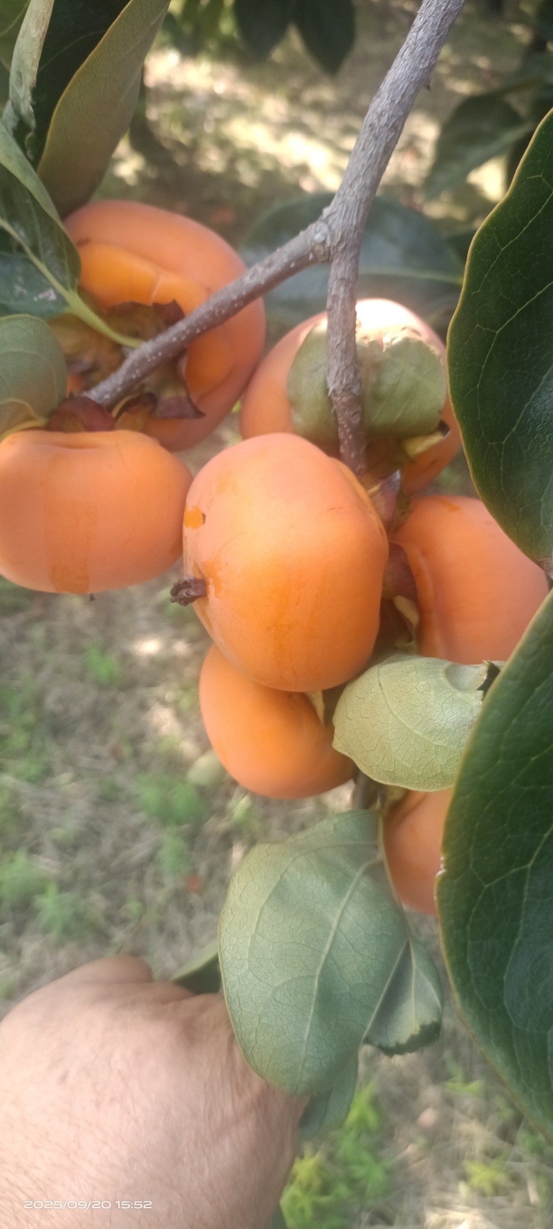 胎里红柿子大量上市，要货的老板速联系