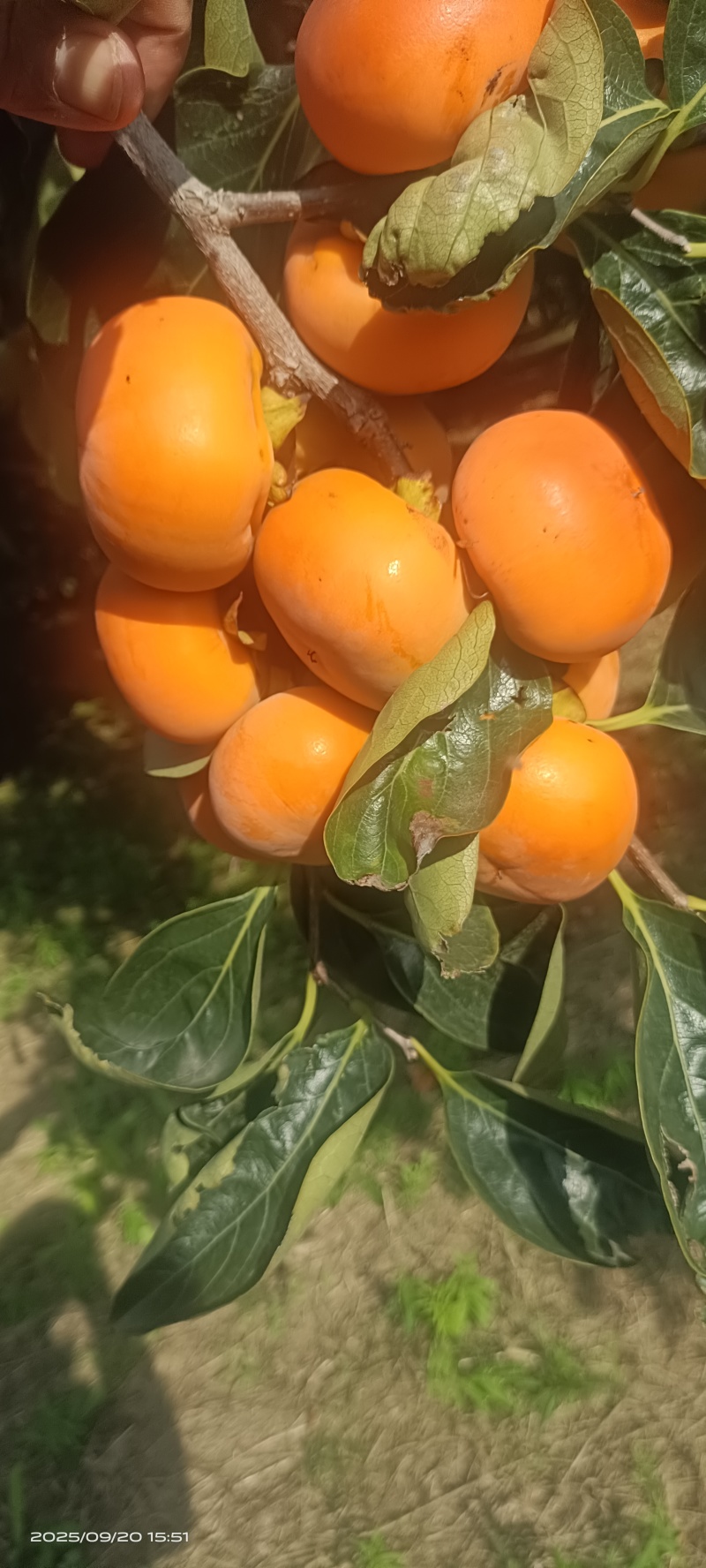胎里红柿子大量上市，要货的老板速联系
