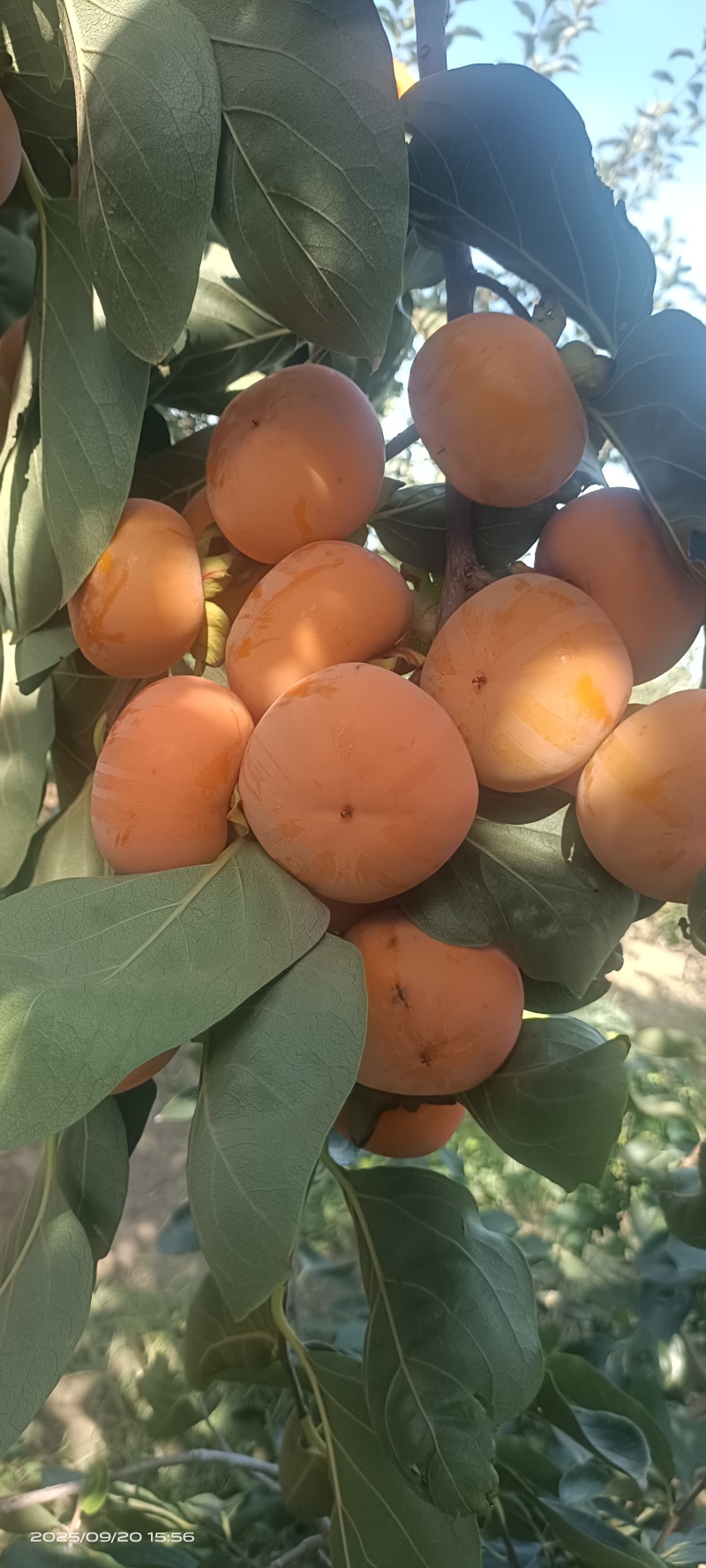 胎里红柿子大量上市，要货的老板速联系