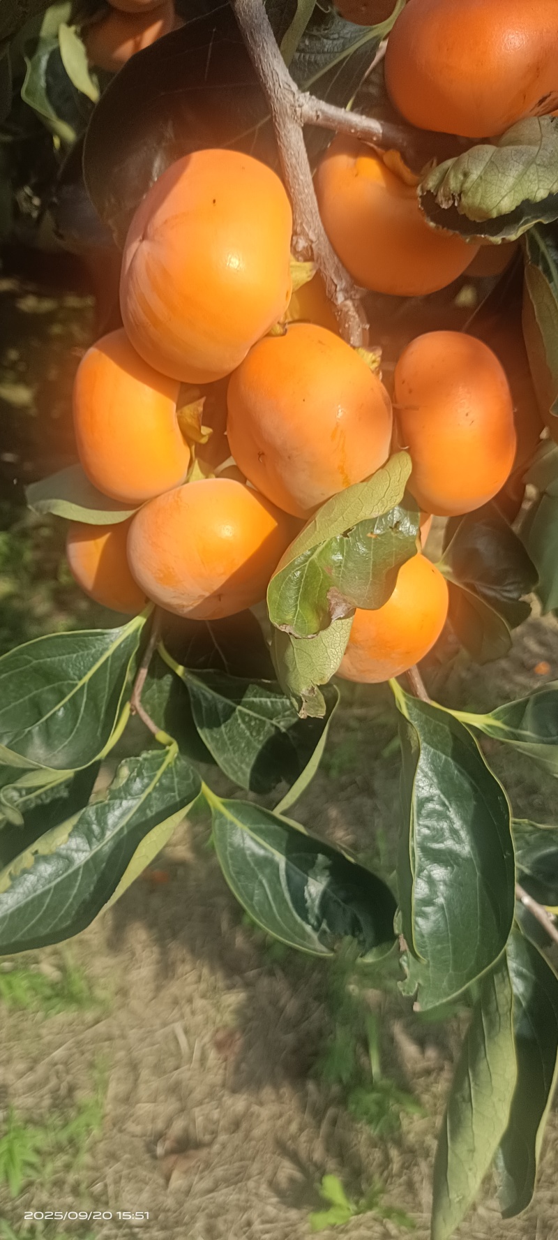 胎里红柿子大量上市，要货的老板速联系