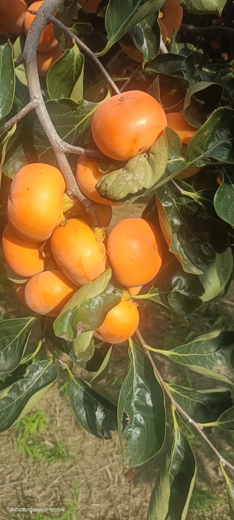 胎里红柿子大量上市，要货的老板速联系