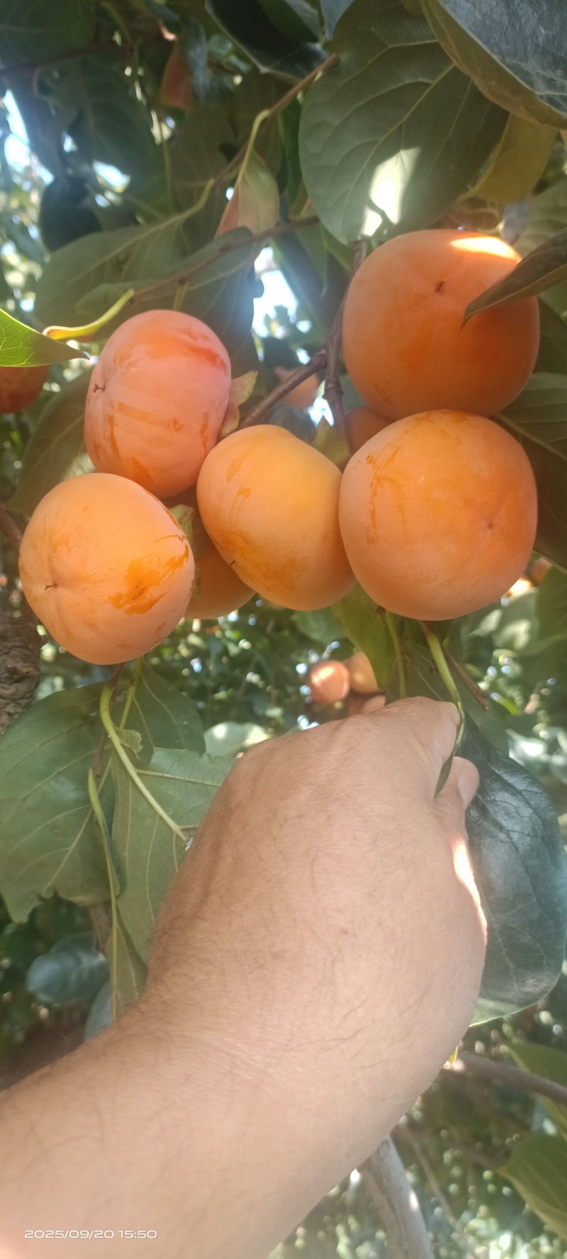 胎里红柿子大量上市，要货的老板速联系