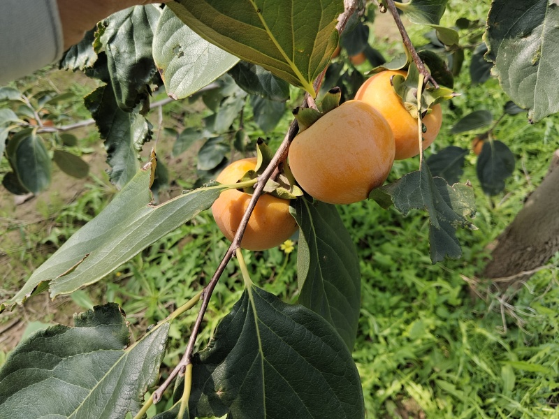 火葫芦柿子