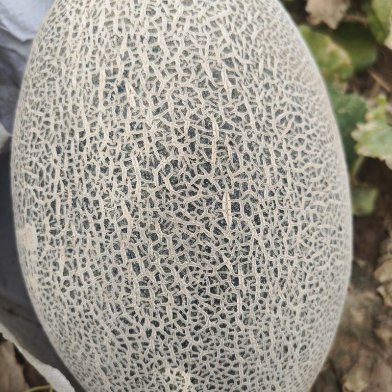 新疆17号西州蜜哈密瓜