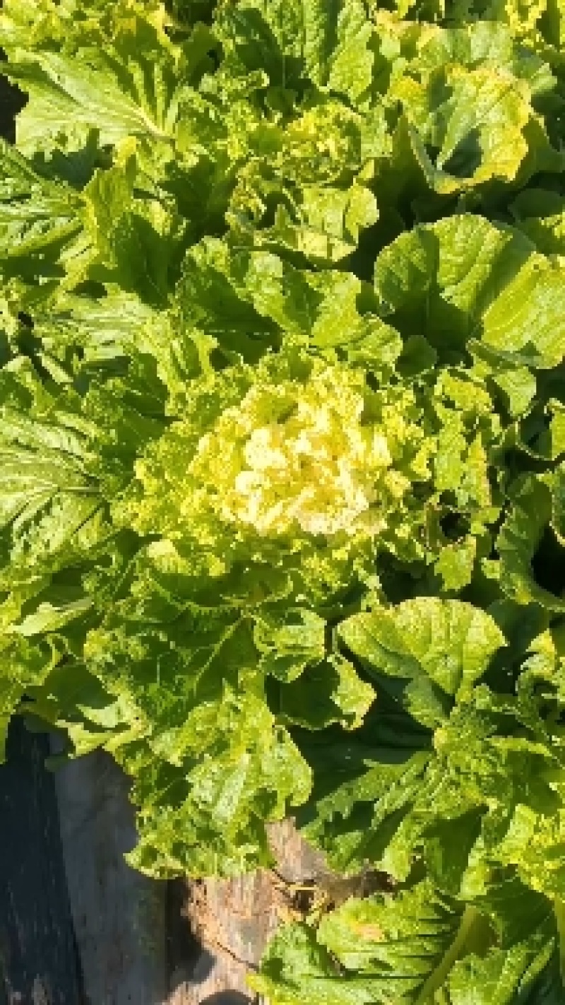 黄心大白菜