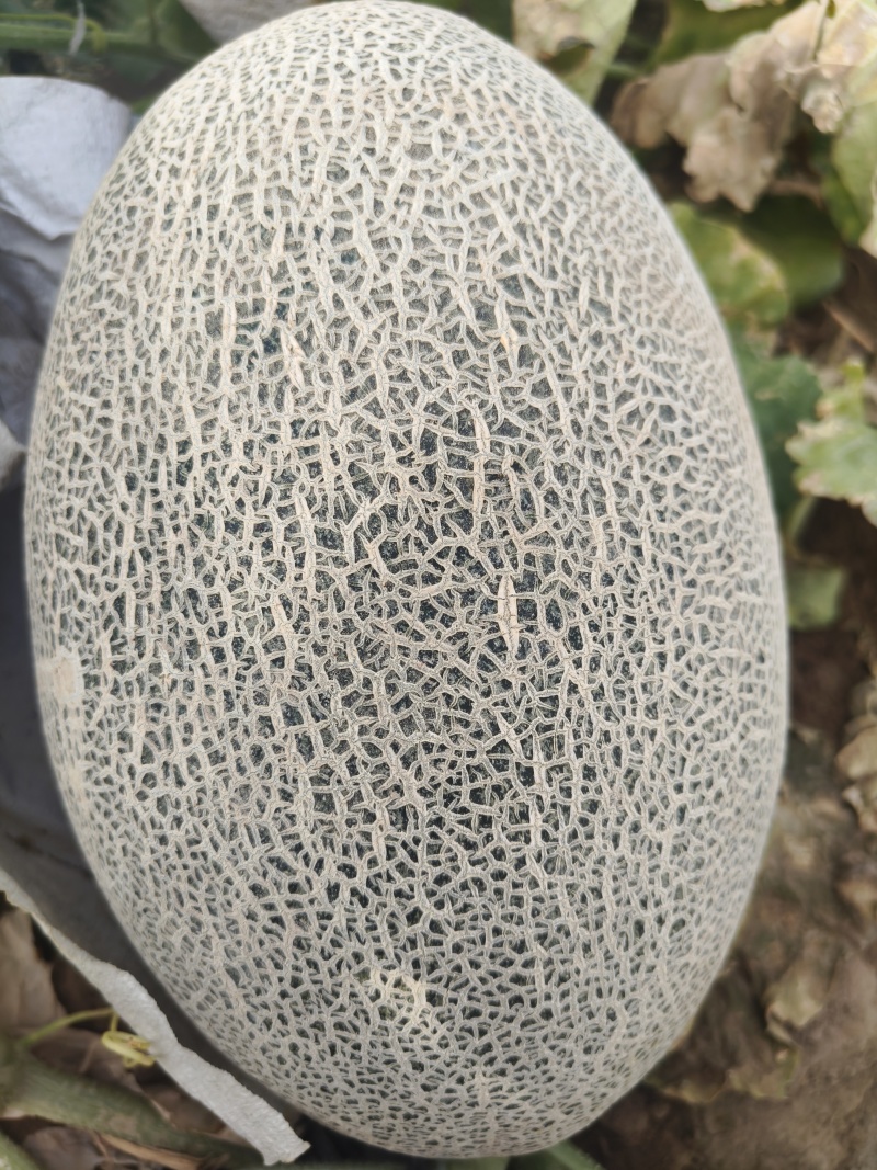 新疆17号西州蜜哈密瓜