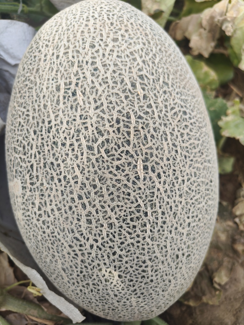 新疆17号西州蜜哈密瓜
