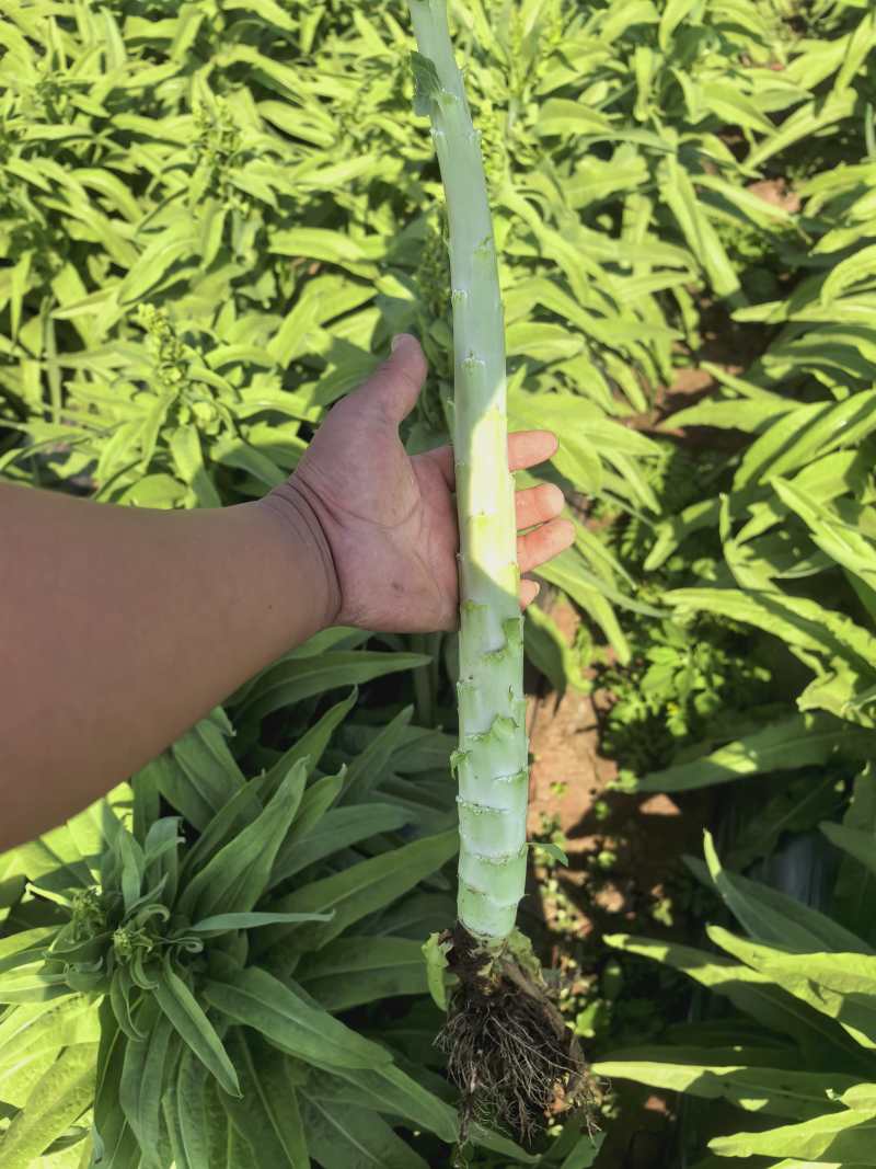 杆子货大量现货黄金价有需要的老板欢迎咨询，让您高兴而来满