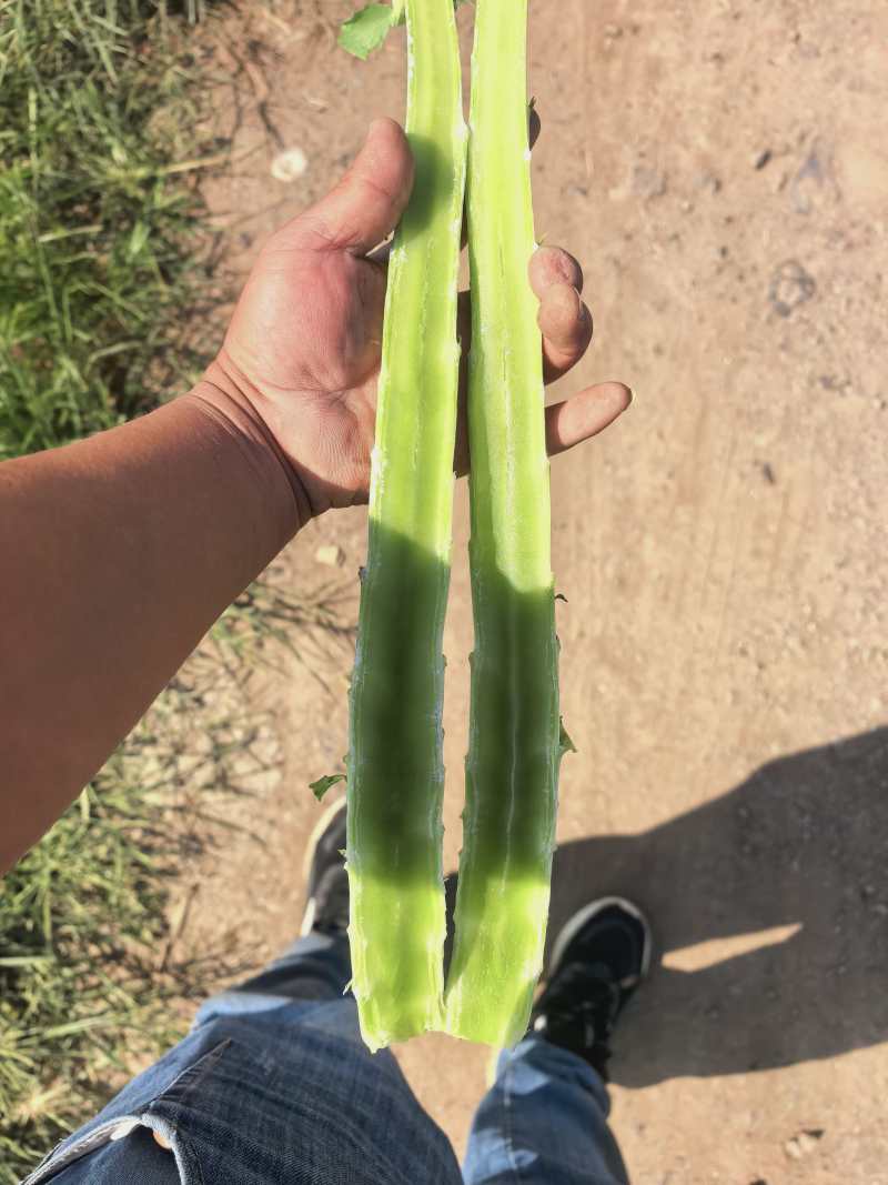杆子货大量现货黄金价有需要的老板欢迎咨询，让您高兴而来满