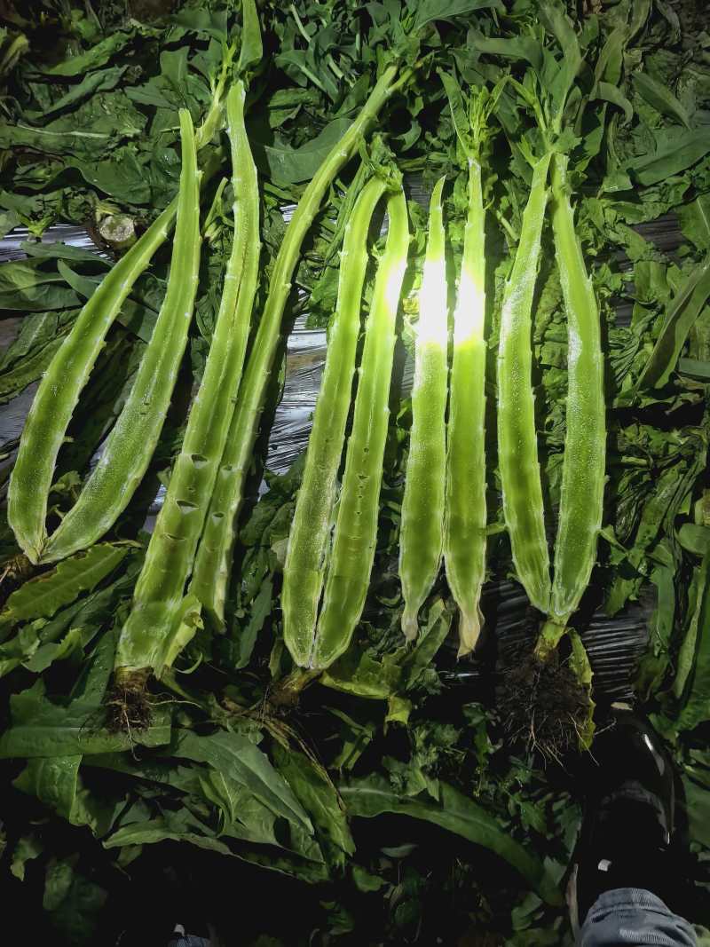 杆子货大量现货黄金价有需要的老板欢迎咨询，让您高兴而来满