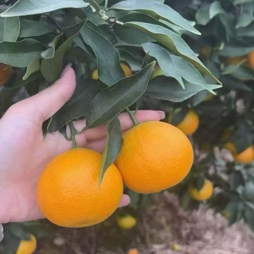 眉山爱媛果冻橙38号
