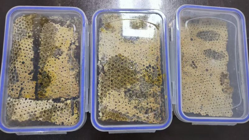 中华土蜂蜜