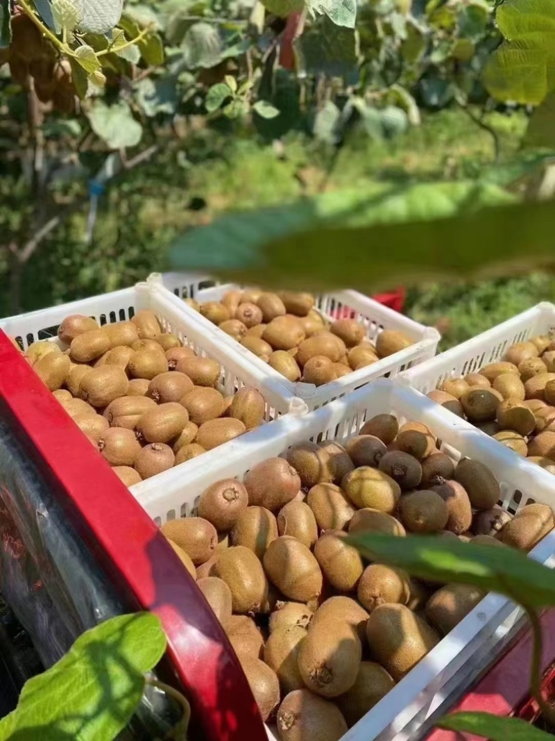 眉县徐香猕猴桃，质量保重，量大从优，欢迎联系