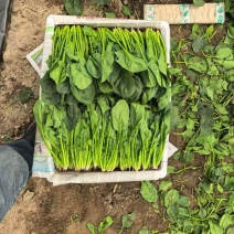 精品菠菜各类包装菠菜