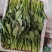 精品菠菜各类包装菠菜