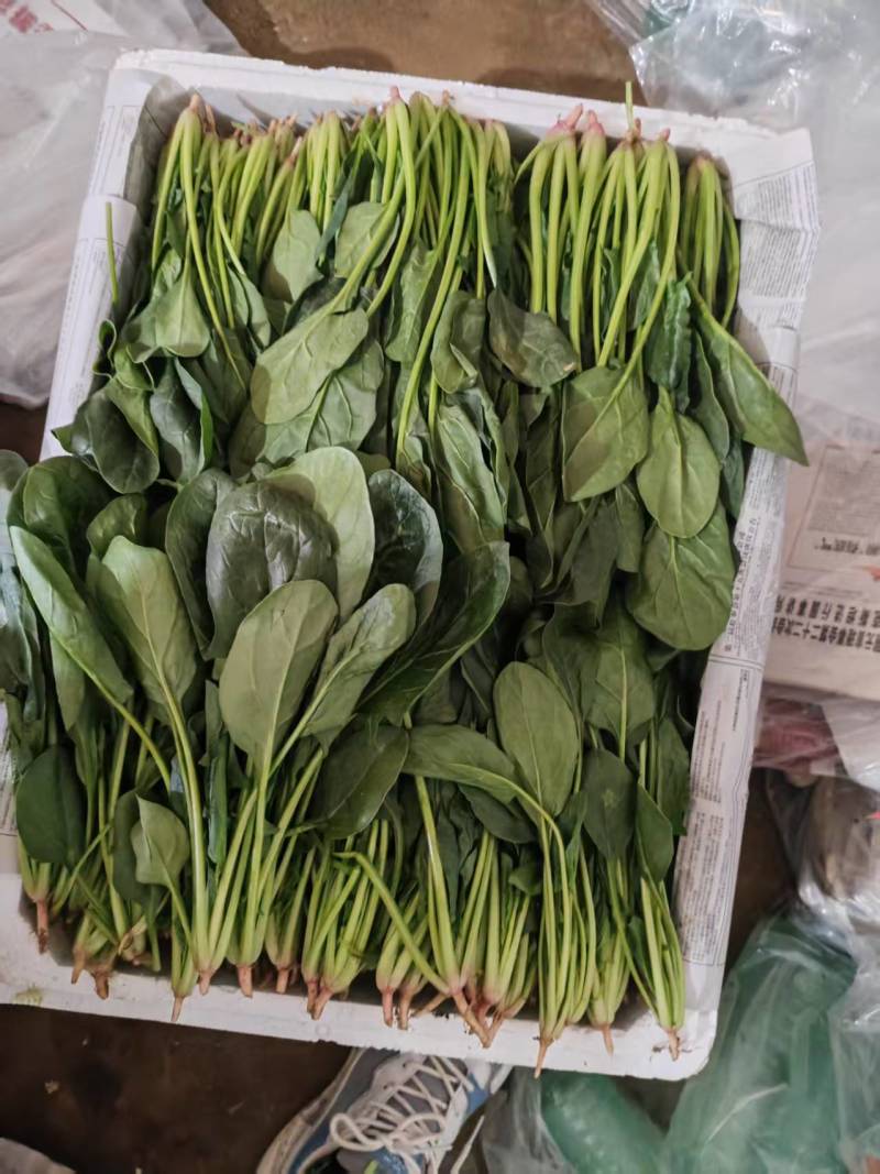 精品菠菜各类包装菠菜