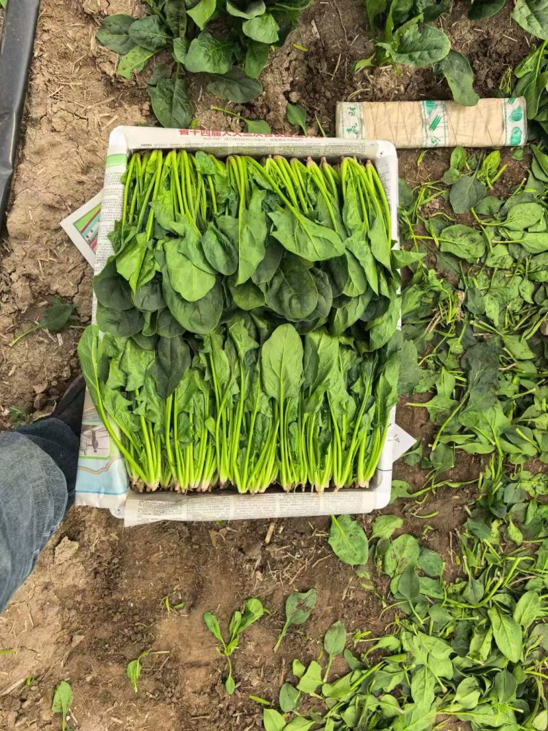 精品菠菜各类包装菠菜