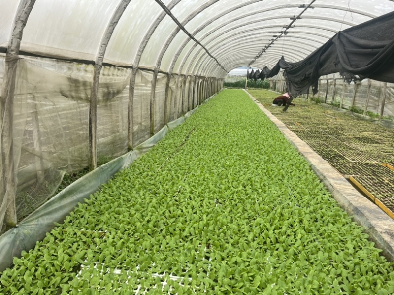 三青呙笋苗品种是四川种都公司