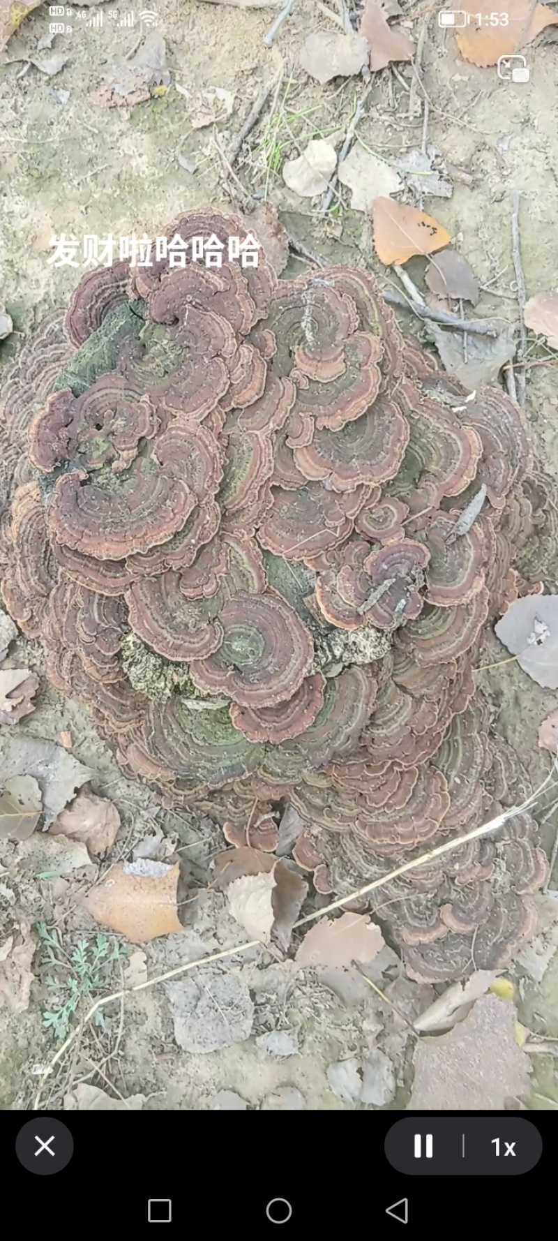 野生无柄灵芝