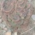 野生无柄灵芝